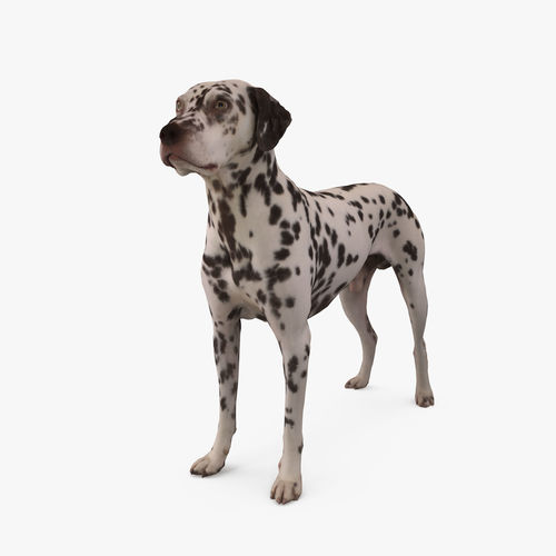 Dalmatian 3D model