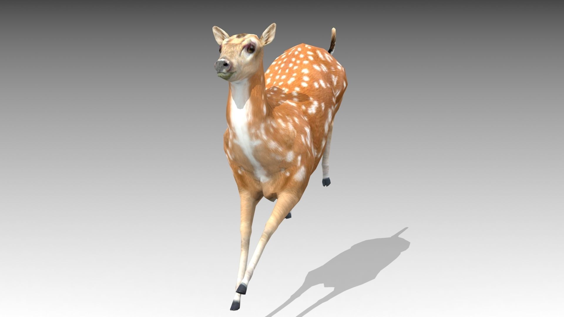 Female Deer Low-poly 3D model_4
