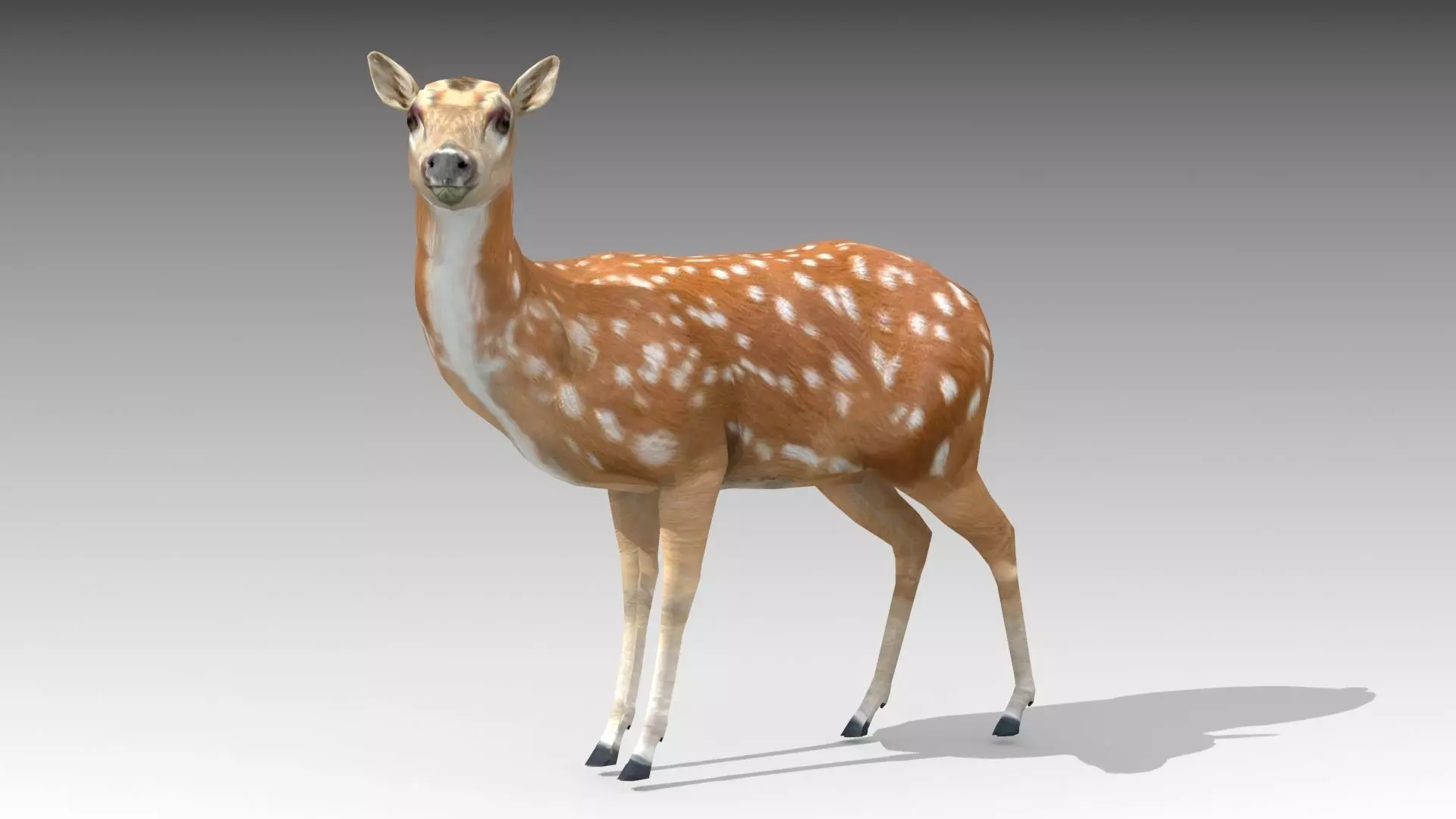Female Deer Low-poly 3D model_0