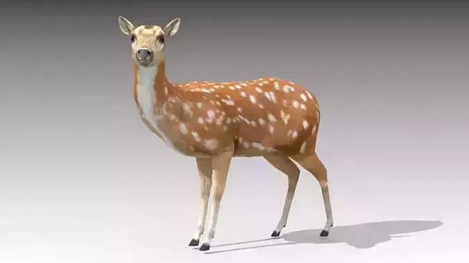 Female Deer
