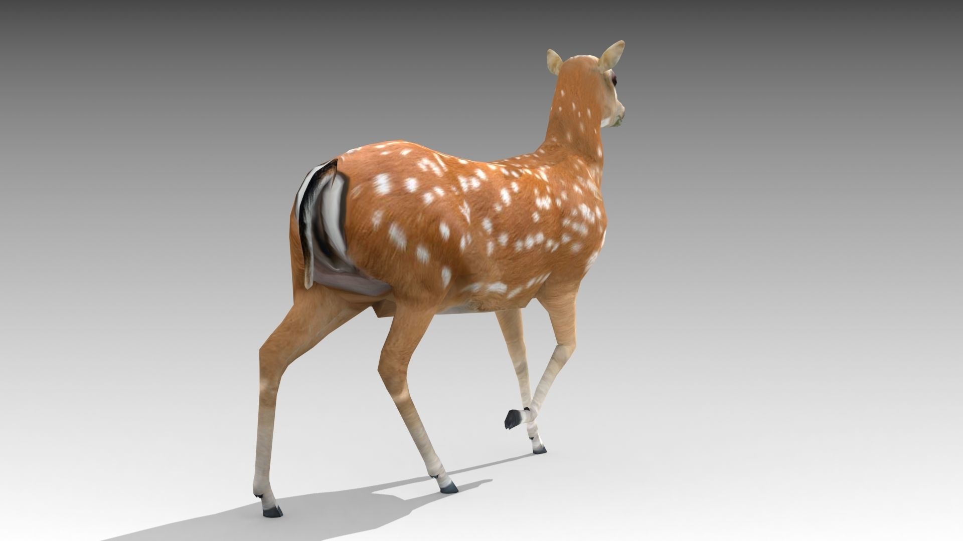 Female Deer Low-poly 3D model_5