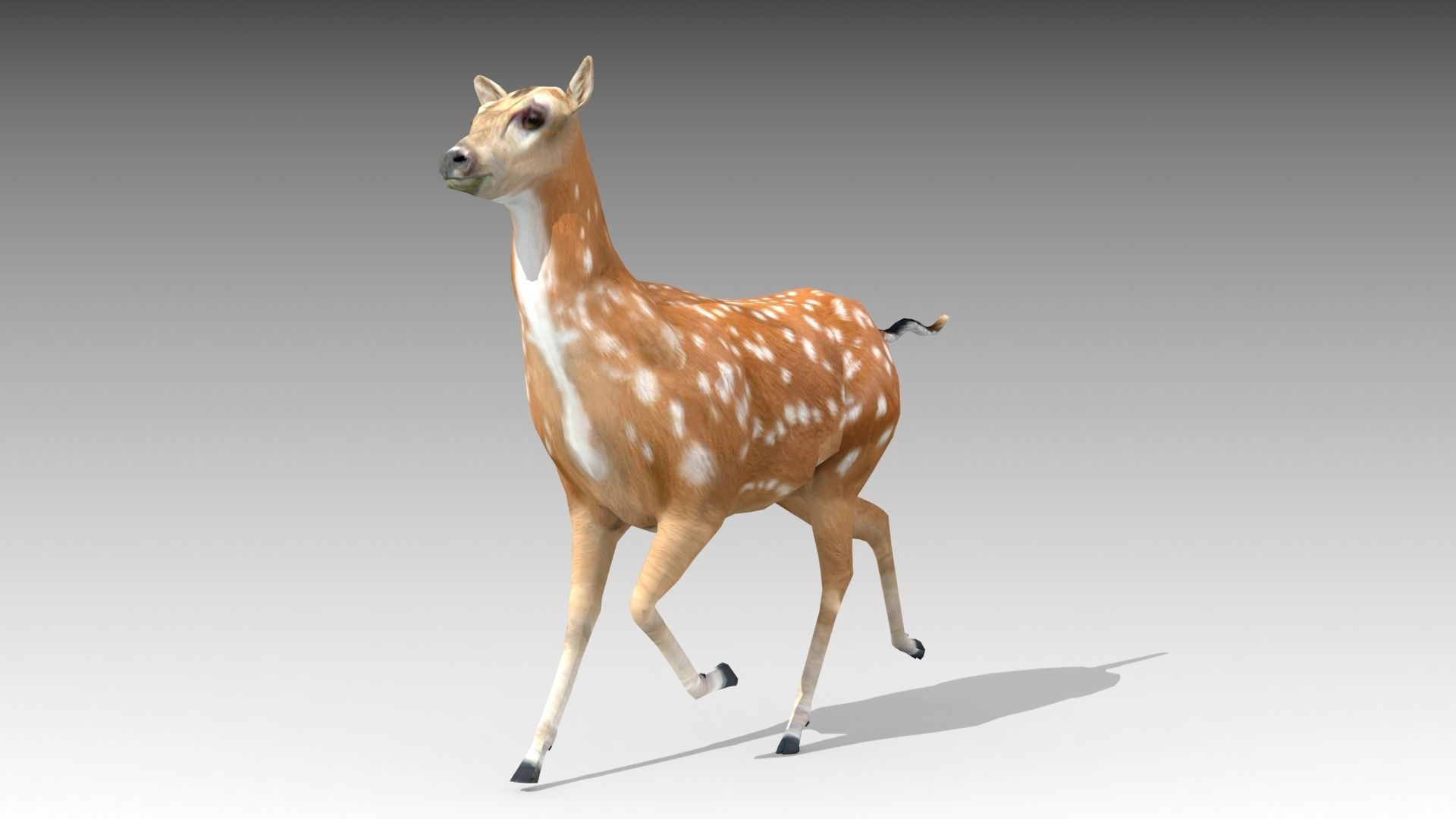 Female Deer Low-poly 3D model_2