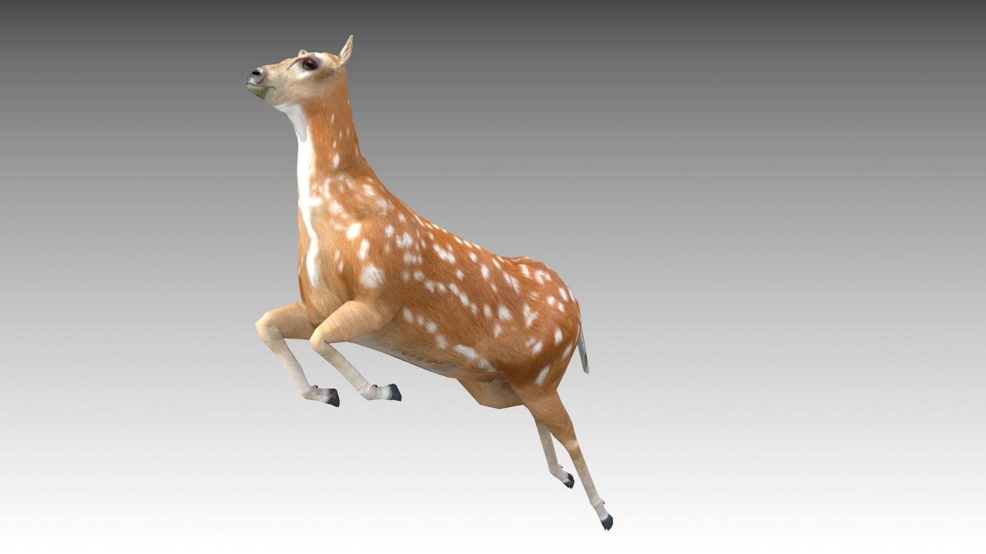 Female Deer Low-poly 3D model_7