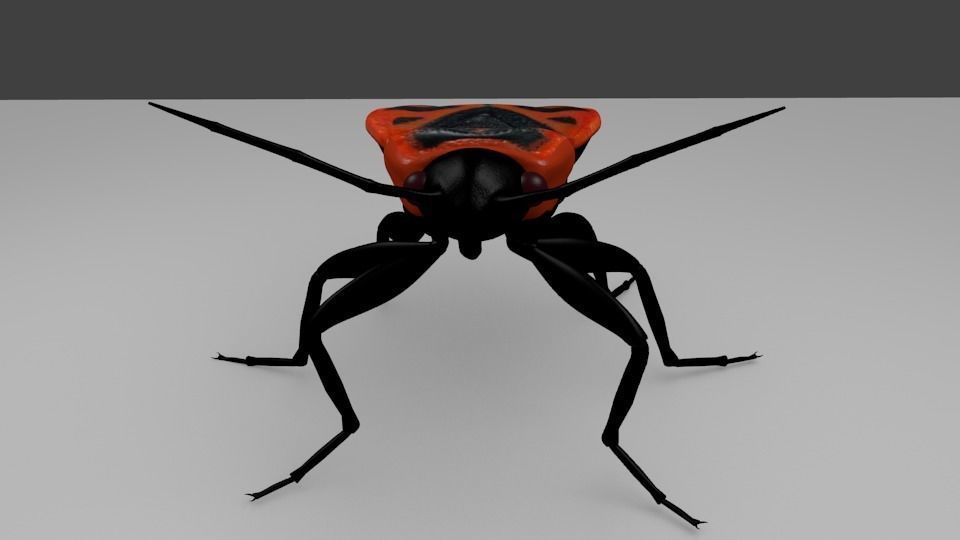 Pyrrhocoris apterus - Chinche roja 3D model_2