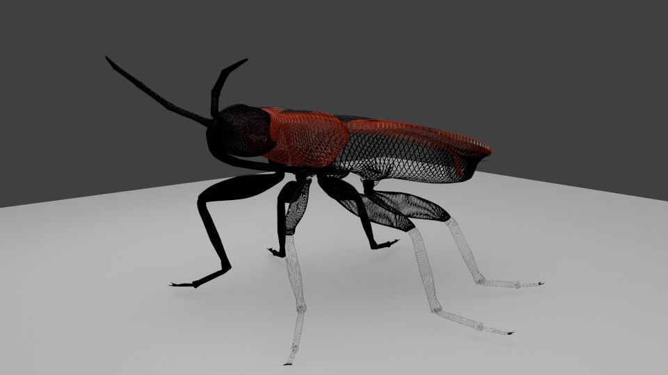 Pyrrhocoris apterus - Chinche roja 3D model_4