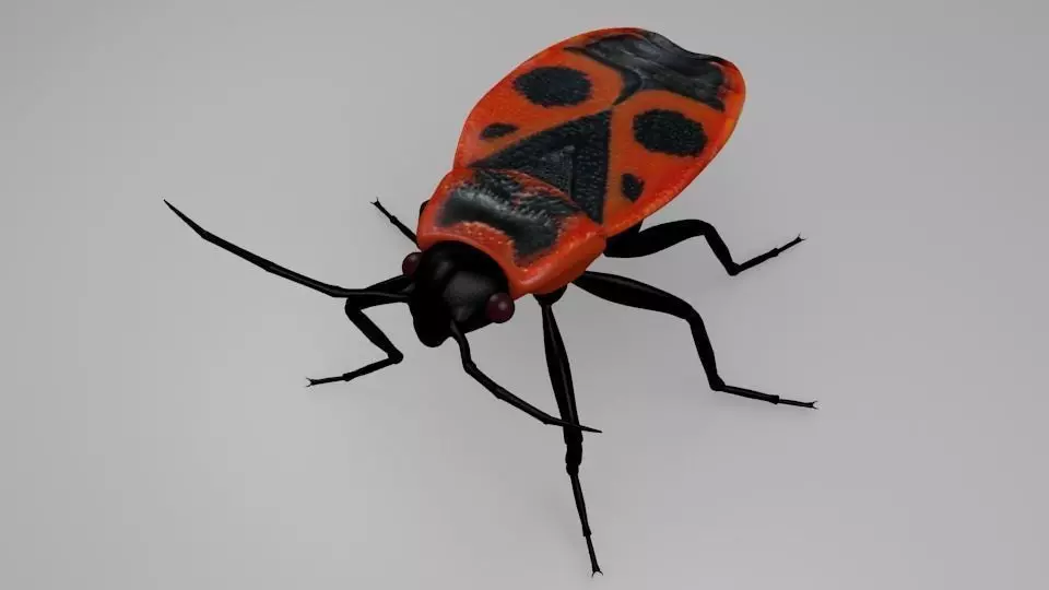 Pyrrhocoris apterus - Chinche roja 3D model_0