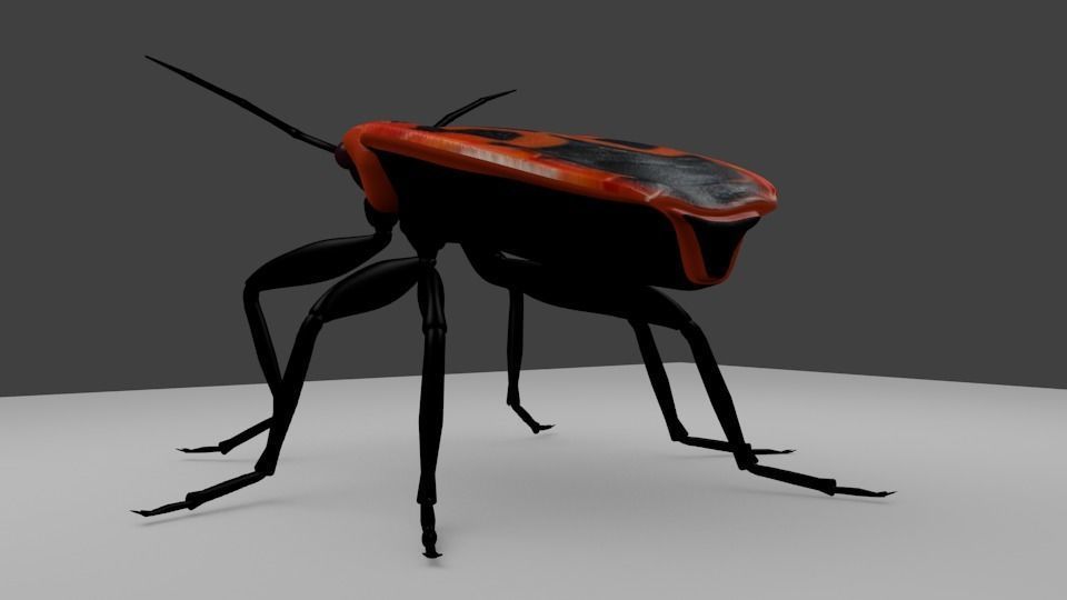 Pyrrhocoris apterus - Chinche roja 3D model_1