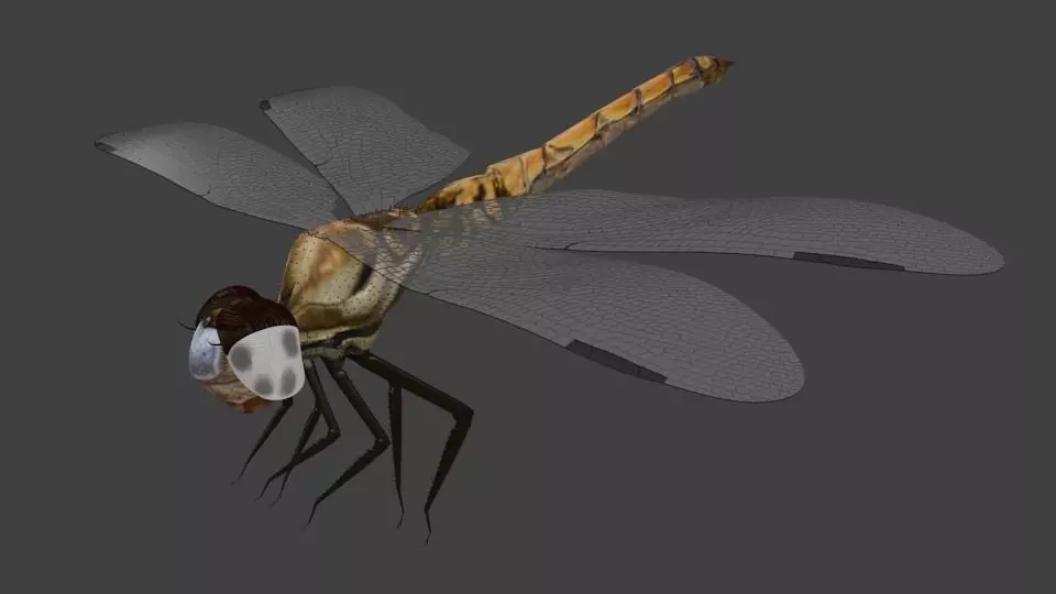 Dragon-fly - Libelula dragonfly 3D model_0