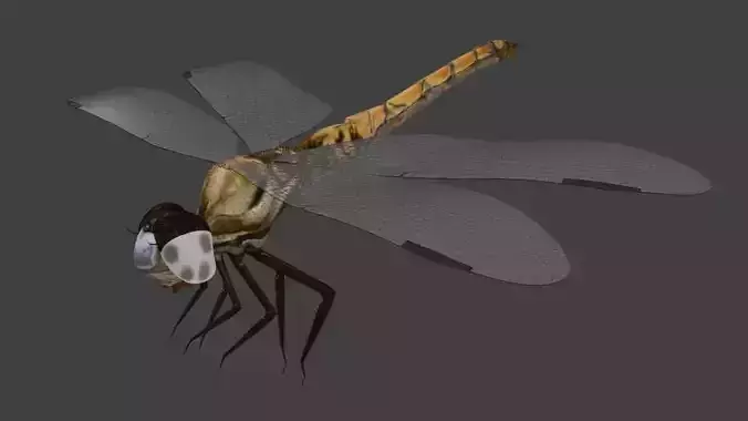 Dragon-fly - Libelula dragonfly