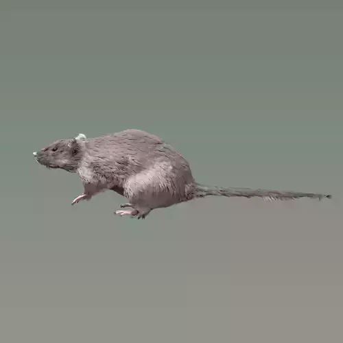 Rat Rig Low-poly 3D model
