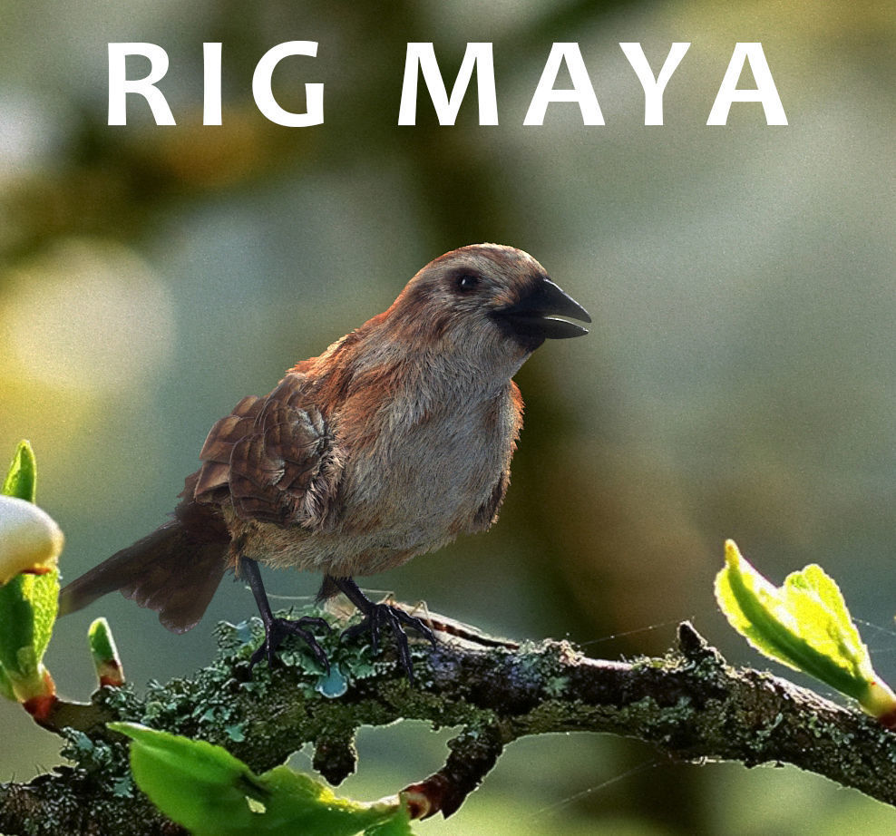 sparrow bird flying in sky 3D model_2