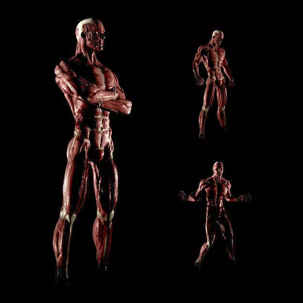 Anatomy of a man 3D model_0