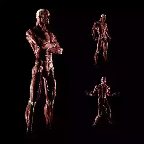 Anatomy of a man 3D model