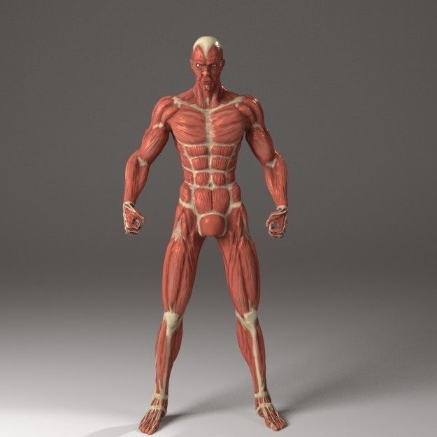Anatomy of a man 3D model_5