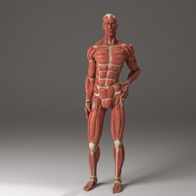 Anatomy of a man 3D model_4