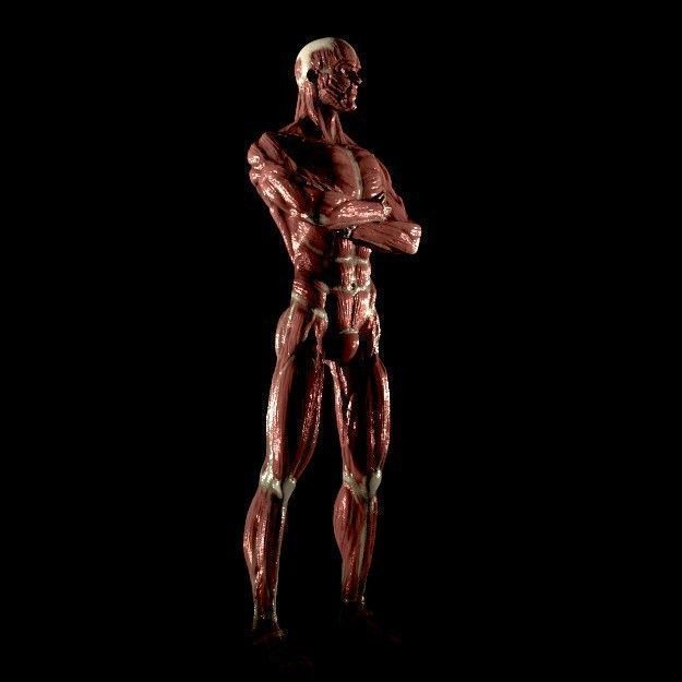 Anatomy of a man 3D model_2