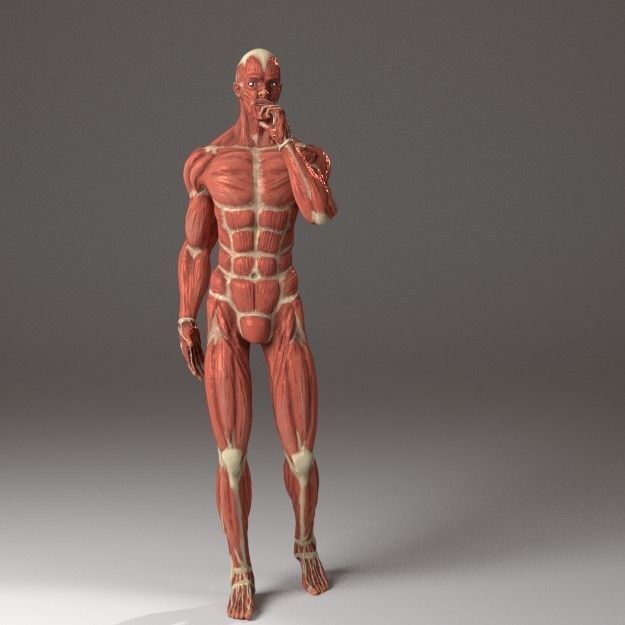 Anatomy of a man 3D model_6