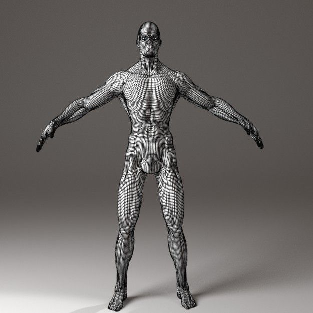 Anatomy of a man 3D model_9
