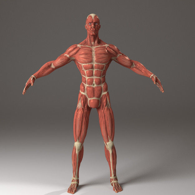 Anatomy of a man 3D model_3