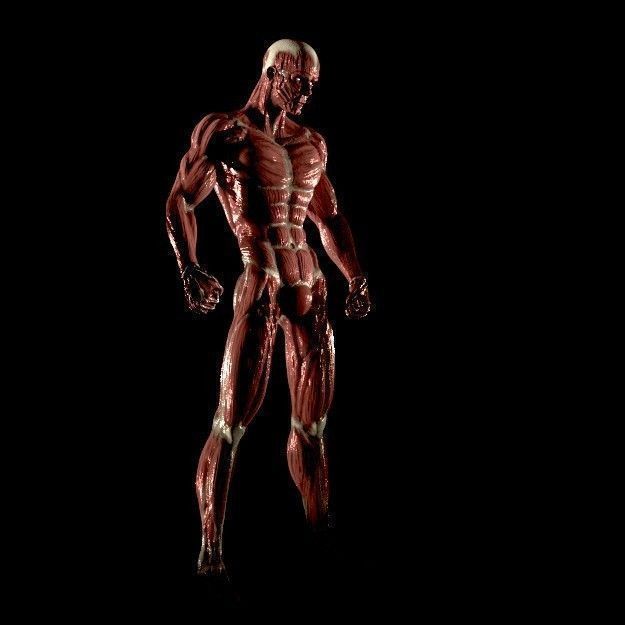 Anatomy of a man 3D model_1