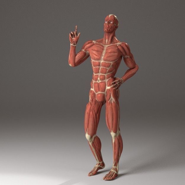 Anatomy of a man 3D model_8