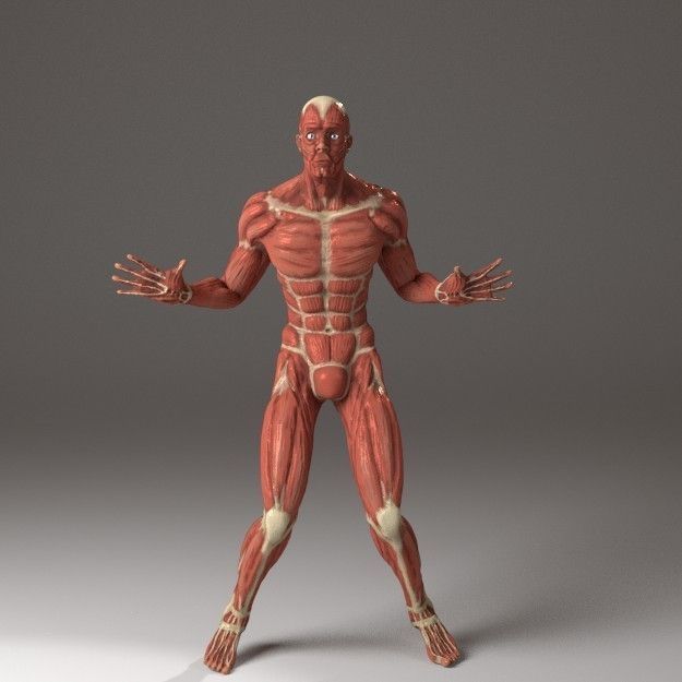 Anatomy of a man 3D model_7