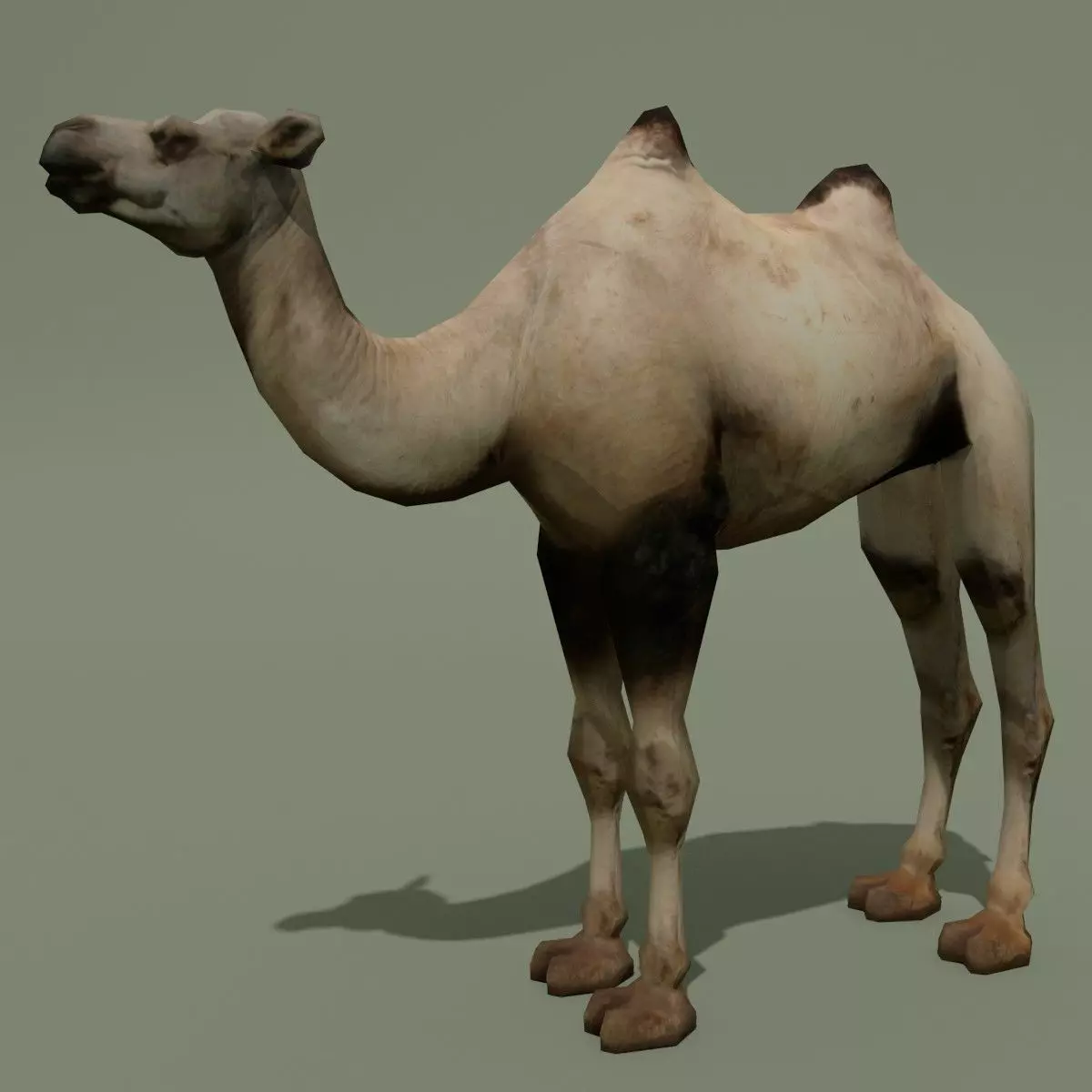 LowPoly Camel 3D model_0