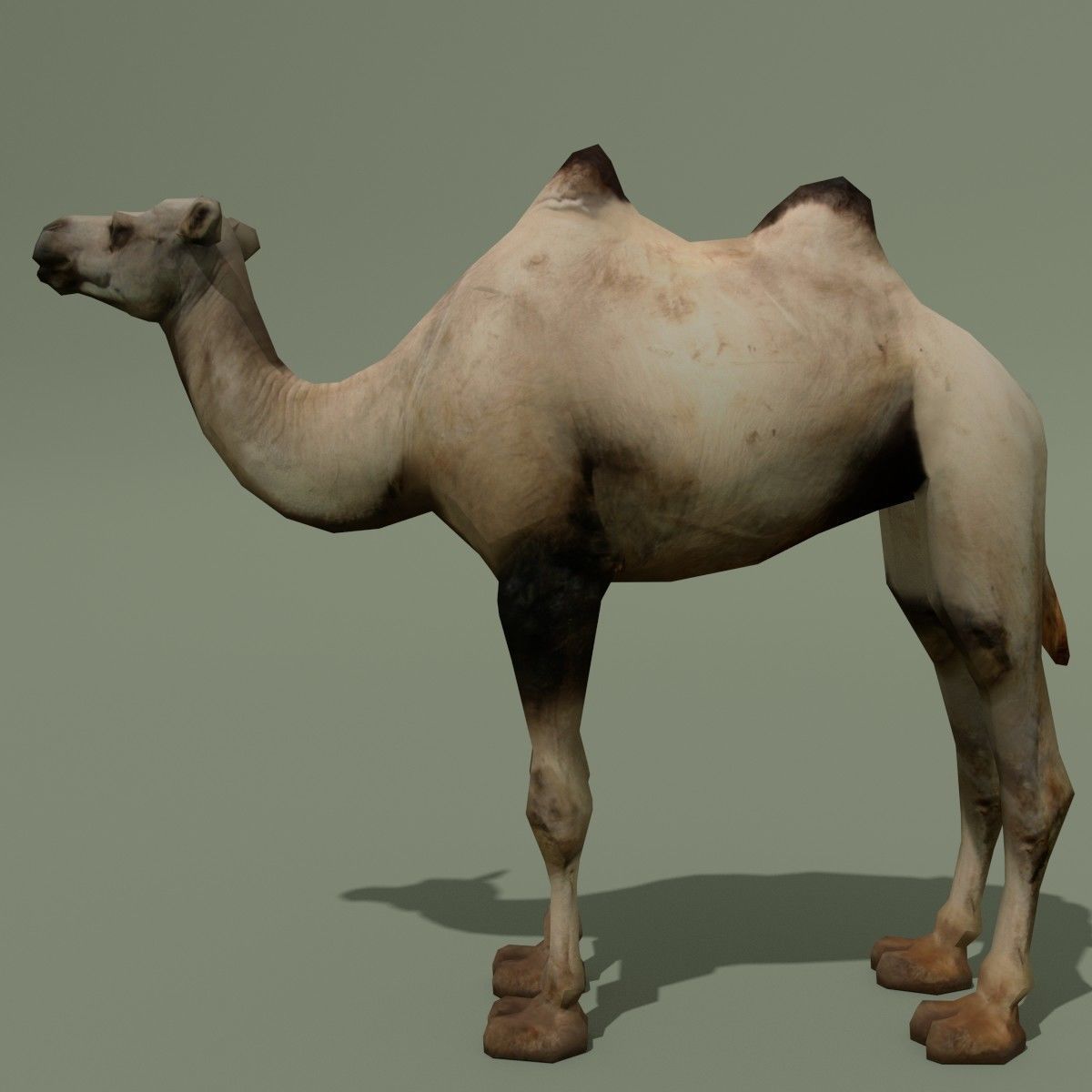 LowPoly Camel 3D model_1