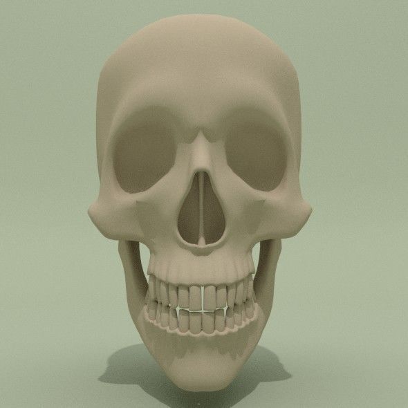 Skull Base Mesh Free 3D model_1
