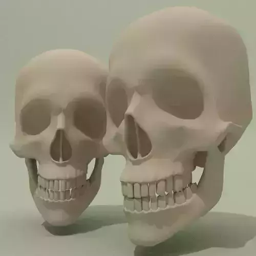 Skull Base Mesh Free 3D model