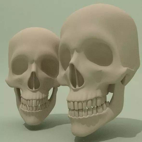 Skull Base Mesh Free 3D model_0