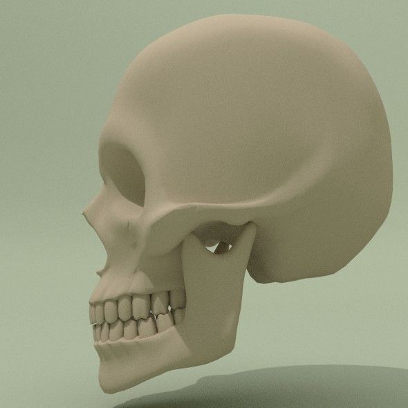 Skull Base Mesh Free 3D model_2