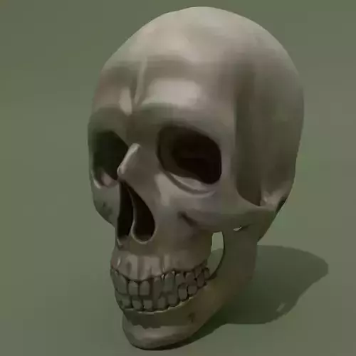Skull human