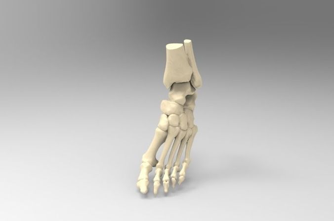 Real Size Human Left Foot  3D print model
