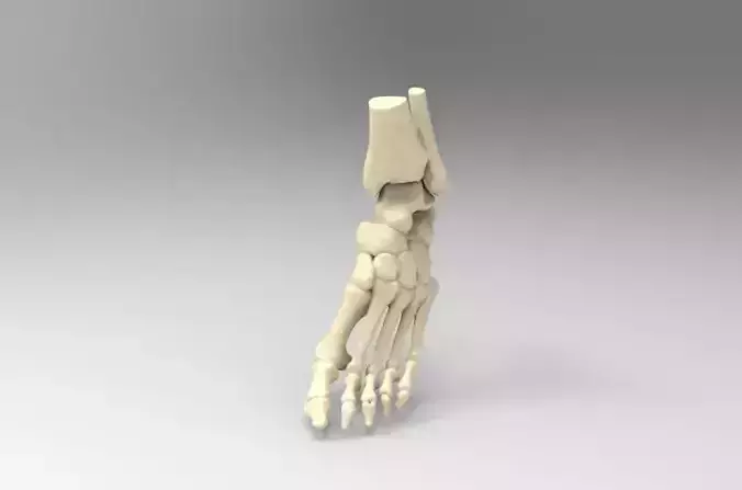 Real Size Human Left Foot 