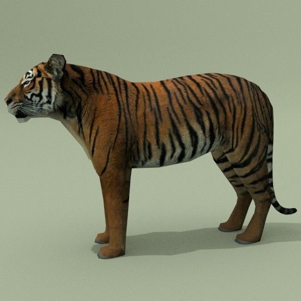 LowPoly Tigers two Free low-poly 3D model_4