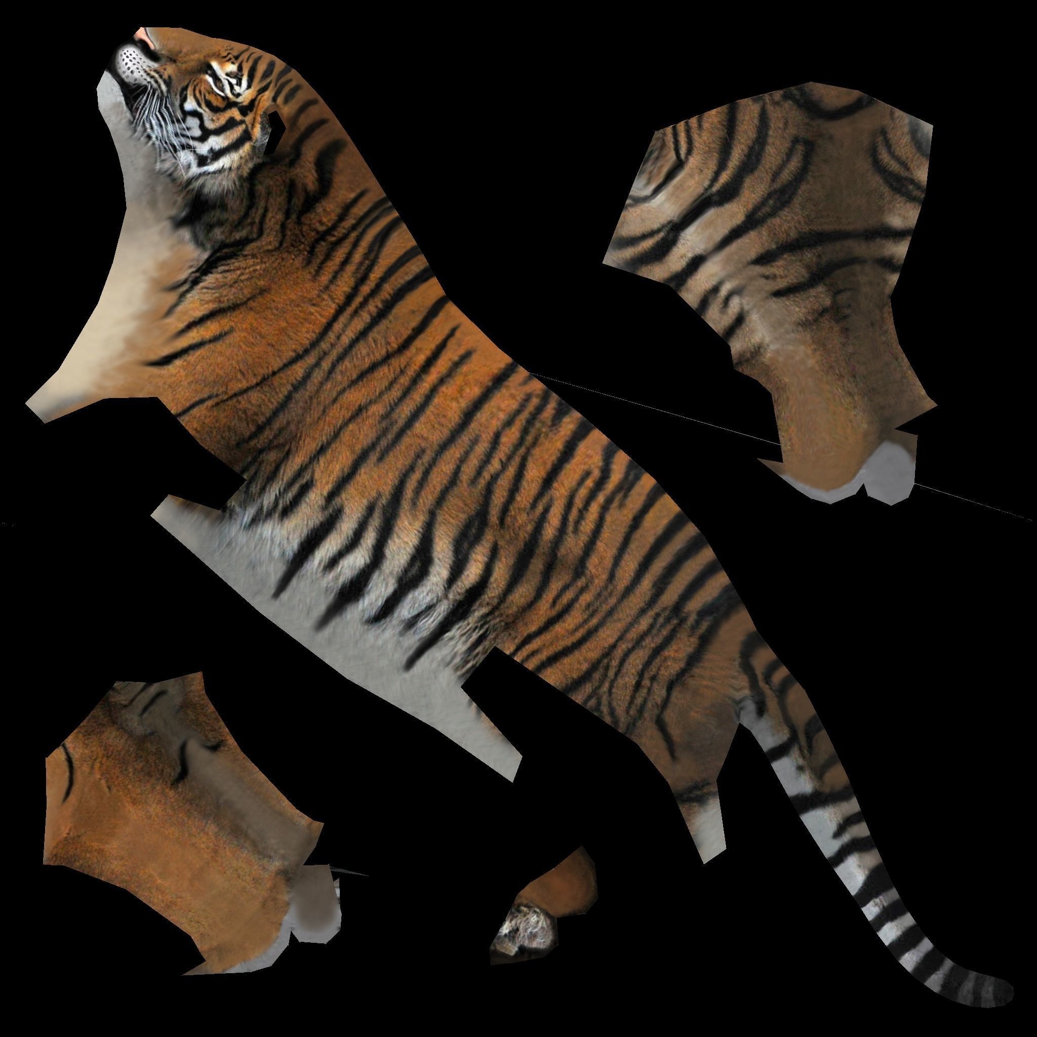 LowPoly Tigers two Free low-poly 3D model_8