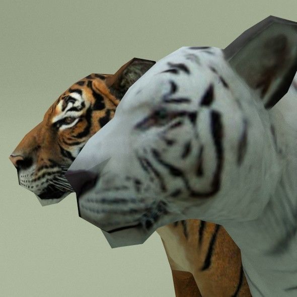 LowPoly Tigers two Free low-poly 3D model_3