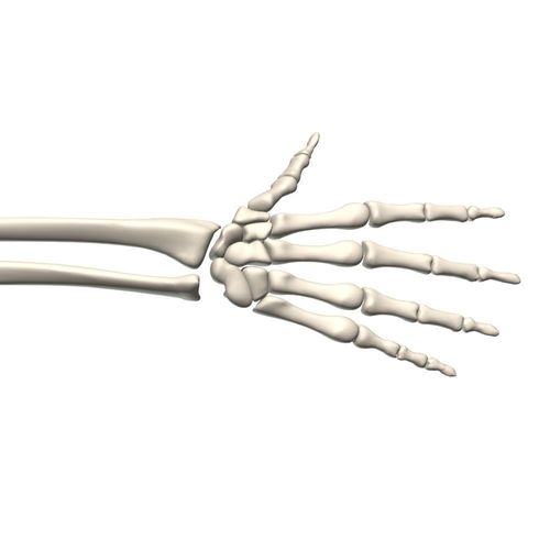 Skeleton hand human 3D model