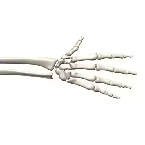 Skeleton hand human 3D model