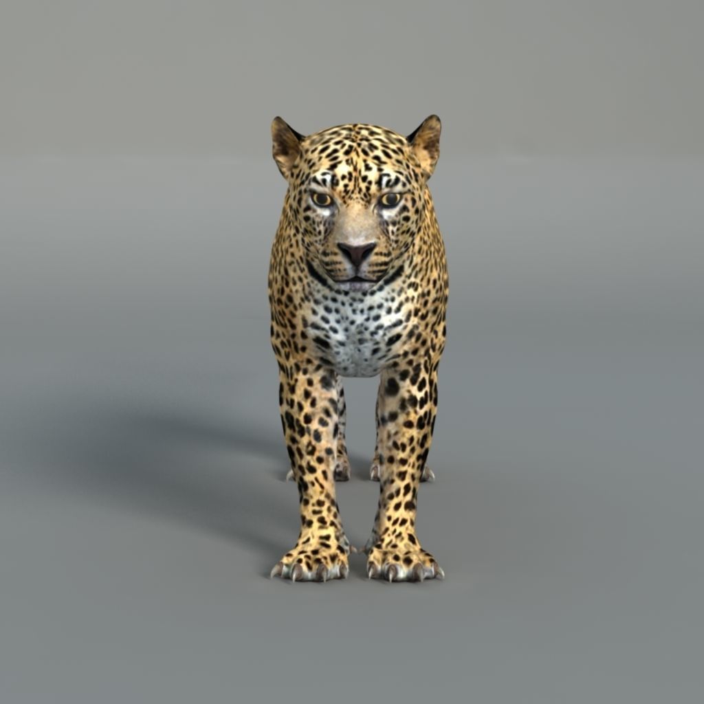 Leopard Rigged Maya muscle 3D model_3