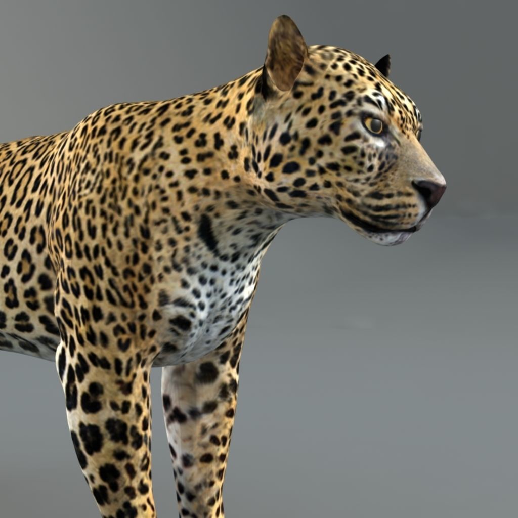 Leopard Rigged Maya muscle 3D model_1