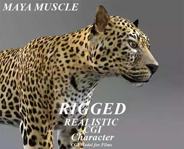 Leopard Rigged  Maya muscle 3D model