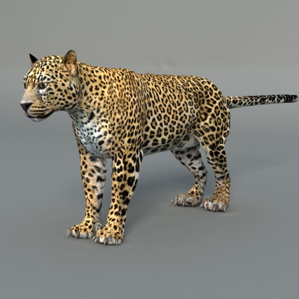 Leopard rigged 3D model_4