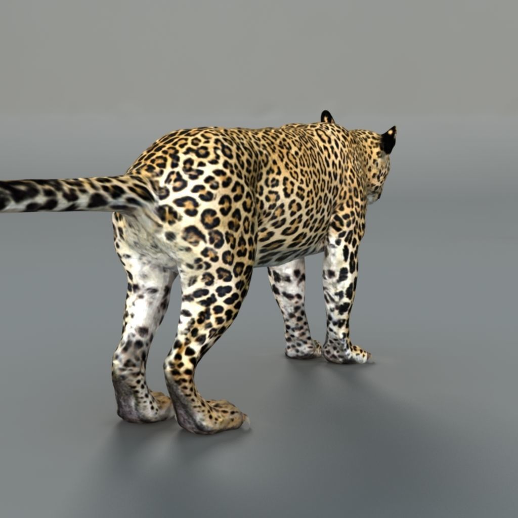 Leopard jaguar 3D model_2
