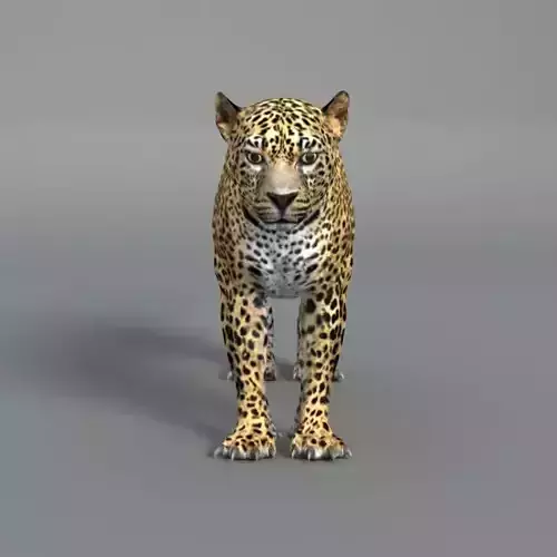 Leopard jaguar