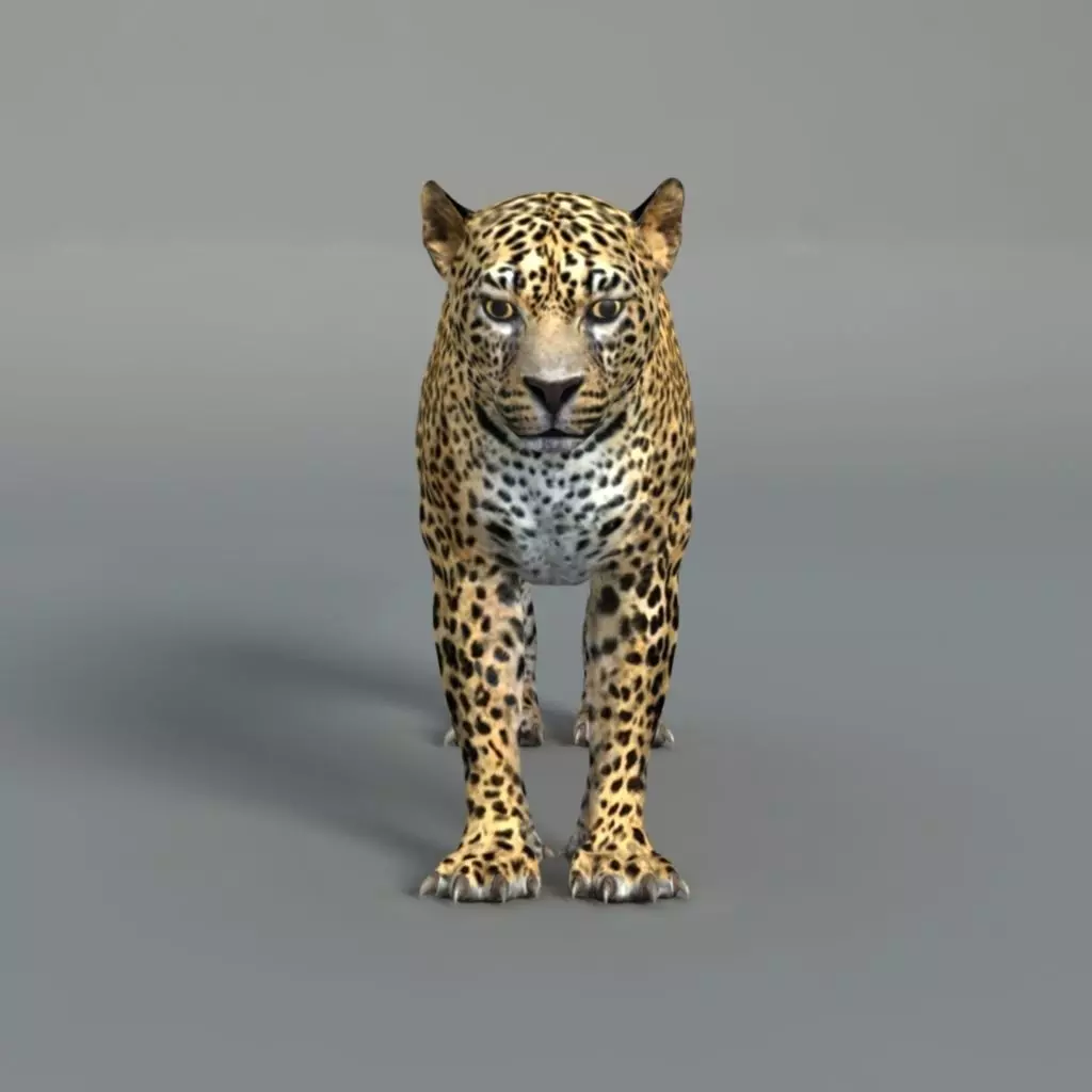 Leopard jaguar 3D model_0