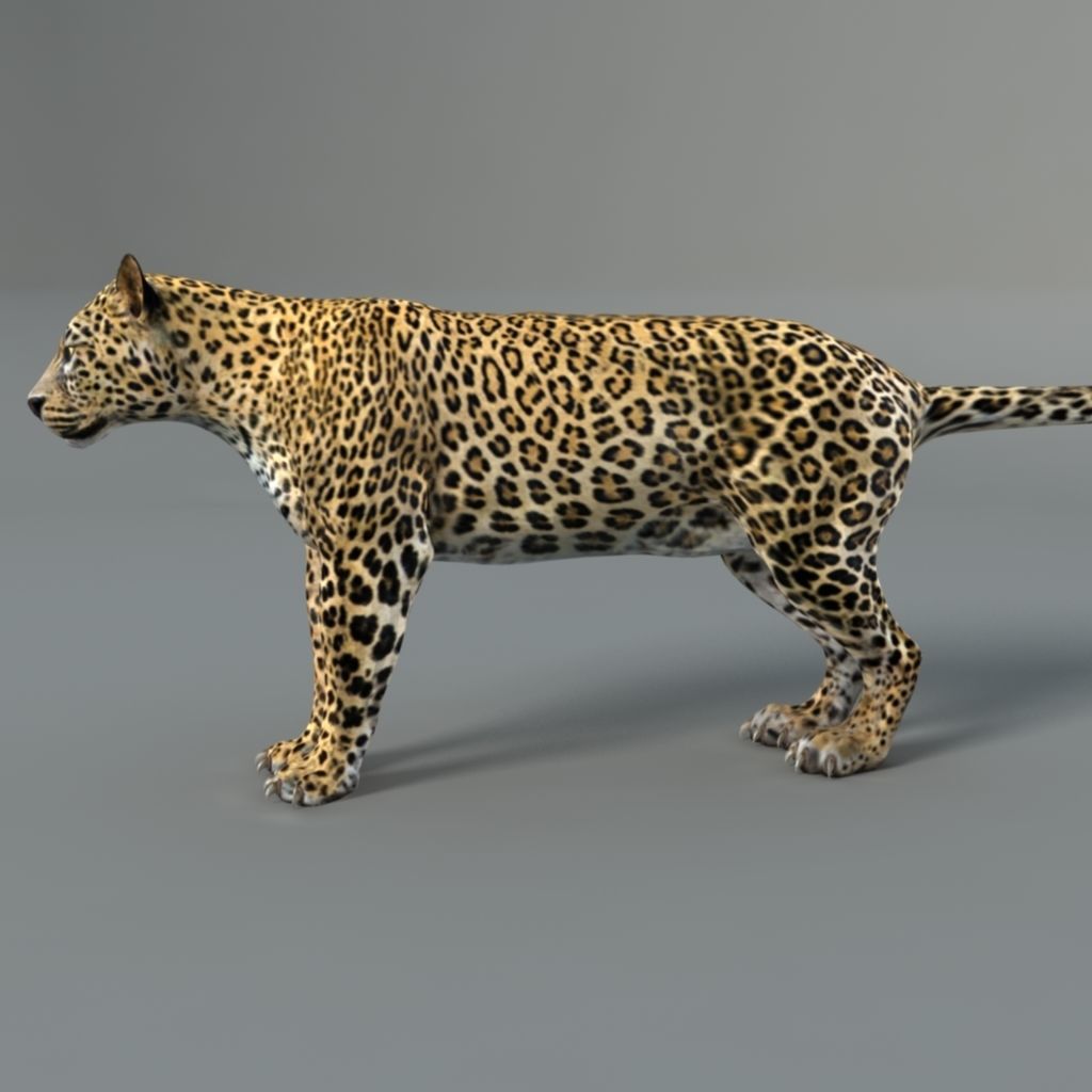 Leopard jaguar 3D model_5