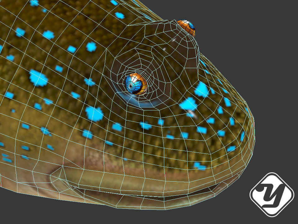 BBoleophthalmus Pectinirostris 3d Model Low-poly 3D model_6