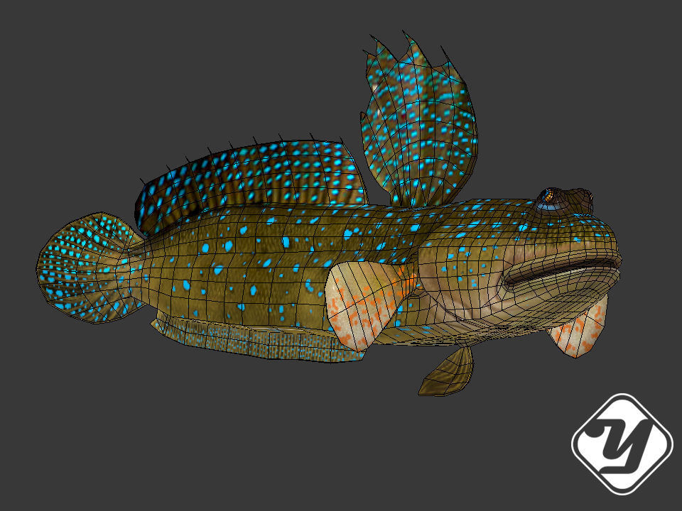 BBoleophthalmus Pectinirostris 3d Model Low-poly 3D model_2